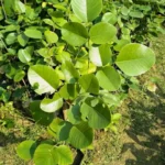 Buy Laal Chandan Plant Online At Nursery Nisarga