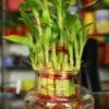 Lucky Bamboo 2 layer