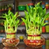 Lucky Bamboo 3 Layer