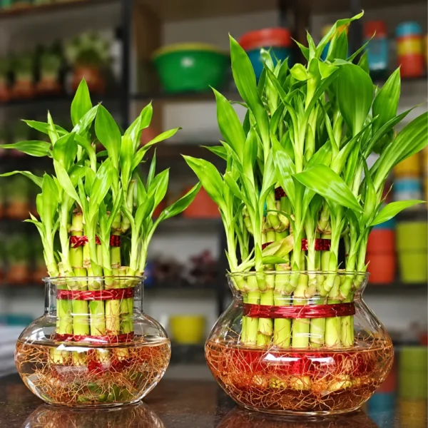 Lucky Bamboo 3 Layer
