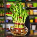 Lucky Bamboo 3 Layer
