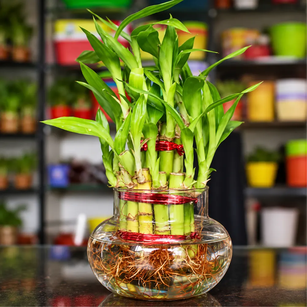 Lucky Bamboo 3 Layer