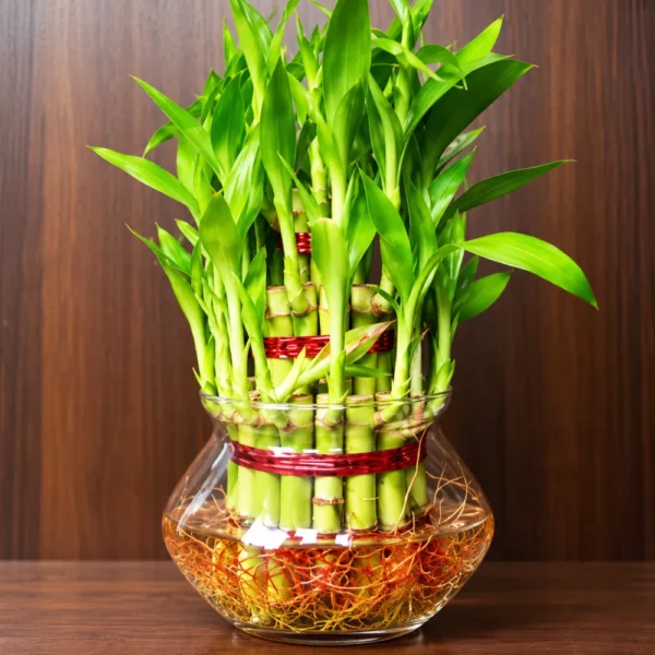 Lucky Bamboo 3 Layer