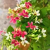 Madhumalti, Rangoon Creeper plant at Nursery Nisarga
