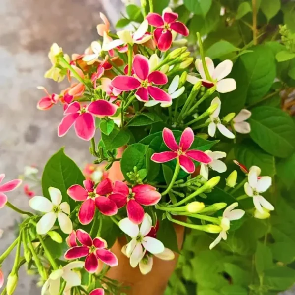 Madhumalti, Rangoon Creeper plant at Nursery Nisarga