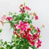 Madhumalti, Rangoon Creeper plant at Nursery Nisarga