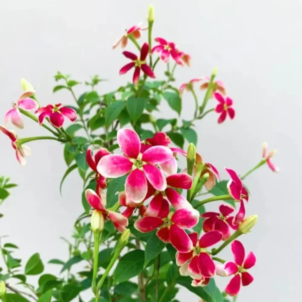 Madhumalti, Rangoon Creeper plant at Nursery Nisarga