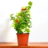 Madhumalti, Rangoon Creeper plant at Nursery Nisarga