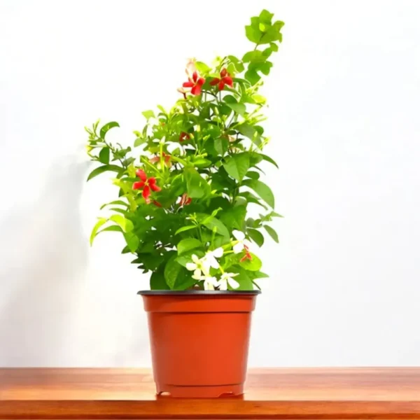 Madhumalti, Rangoon Creeper plant at Nursery Nisarga
