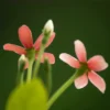 Madhumalti, Rangoon Creeper plant at Nursery Nisarga