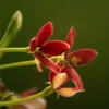 Madhumalti, Rangoon Creeper plant at Nursery Nisarga