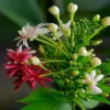 Madhumalti, Rangoon Creeper plant at Nursery Nisarga