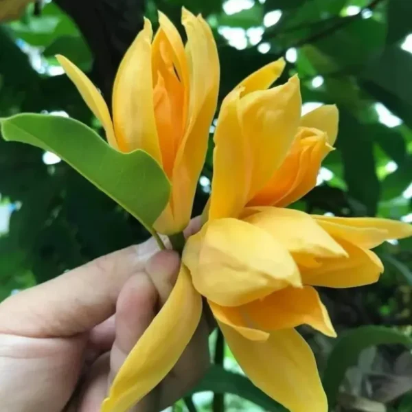 Buy Golden Champaa Plant/ Swarn champaa (Magnolia champaca) Online at Nursery Nisarga