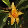 Buy Golden Champaa Plant/ Swarn champaa (Magnolia champaca) Online at Nursery Nisarga