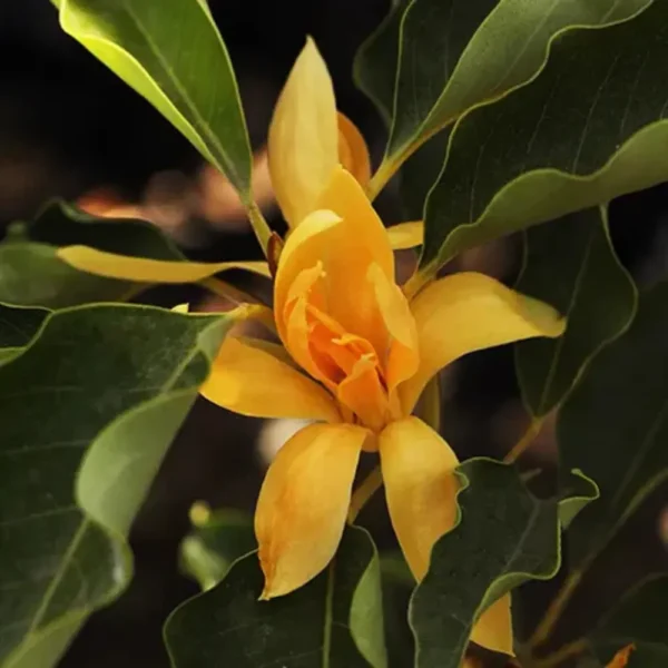 Buy Golden Champaa Plant/ Swarn champaa (Magnolia champaca) Online at Nursery Nisarga