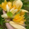 Buy Golden Champaa Plant/ Swarn champaa (Magnolia champaca) Online at Nursery Nisarga
