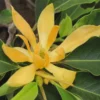 Buy Golden Champaa Plant/ Swarn champaa (Magnolia champaca) Online at Nursery Nisarga