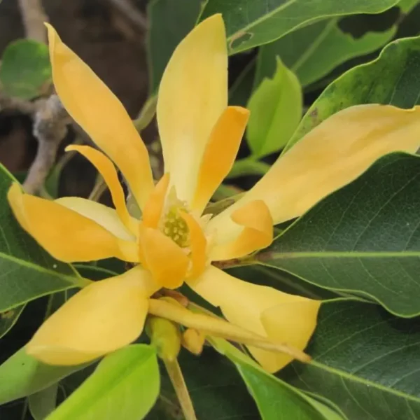 Buy Golden Champaa Plant/ Swarn champaa (Magnolia champaca) Online at Nursery Nisarga