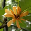Buy Golden Champaa Plant/ Swarn champaa (Magnolia champaca) Online at Nursery Nisarga