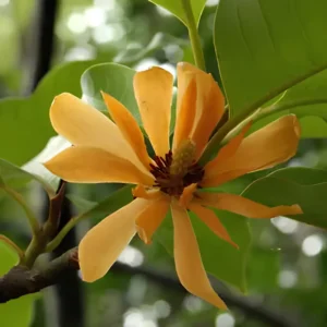 Buy Golden Champaa Plant/ Swarn champaa (Magnolia champaca) Online at Nursery Nisarga