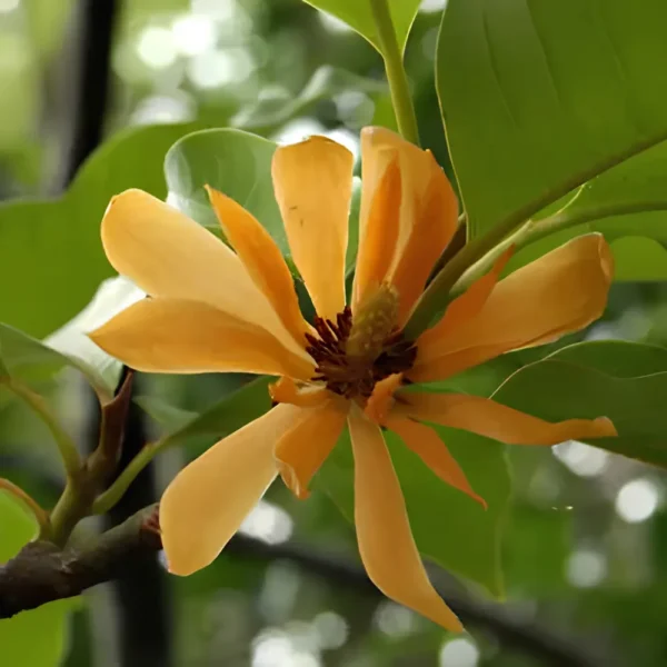 Buy Golden Champaa Plant/ Swarn champaa (Magnolia champaca) Online at Nursery Nisarga