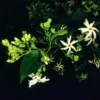 Buy Parijat Plant online- Nursey Nisarga bhopal