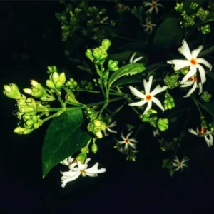 Buy Parijat Plant online- Nursey Nisarga bhopal