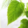 Buy Parijat Plant online- Nursey Nisarga bhopal