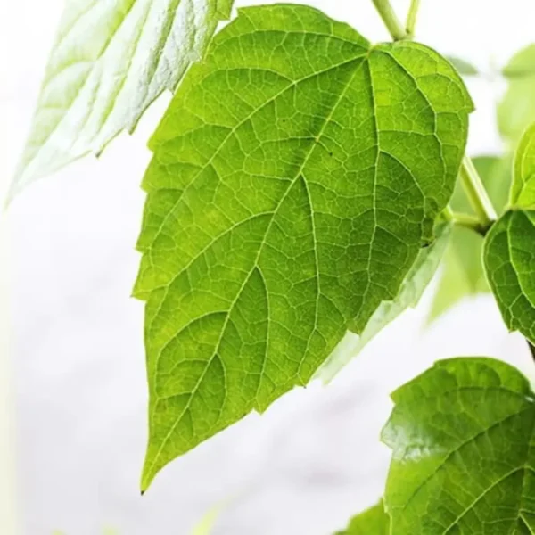 Buy Parijat Plant online- Nursey Nisarga bhopal