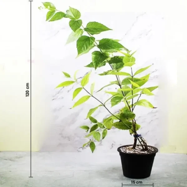 Buy Parijat Plant online- Nursey Nisarga bhopal