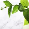 Buy Parijat Plant online- Nursey Nisarga bhopal