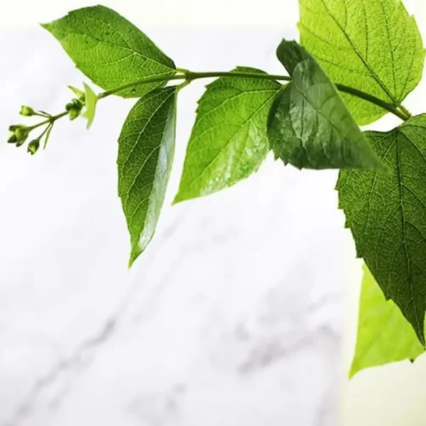 Buy Parijat Plant online- Nursey Nisarga bhopal