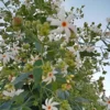 Buy Parijat Plant online- Nursey Nisarga bhopal