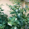 Buy Parijat Plant online- Nursey Nisarga bhopal