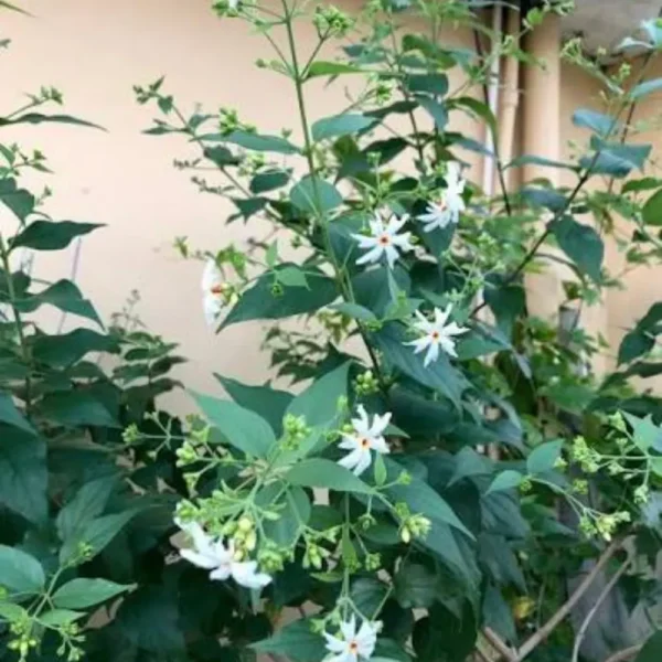 Buy Parijat Plant online- Nursey Nisarga bhopal