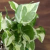 Buy Pothos N’Joy, White Money Plant - Nursery Nisarga