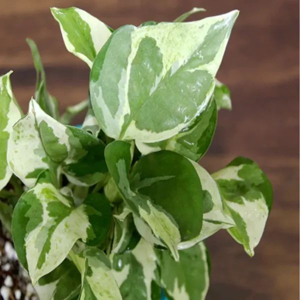 Buy Pothos N’Joy, White Money Plant - Nursery Nisarga