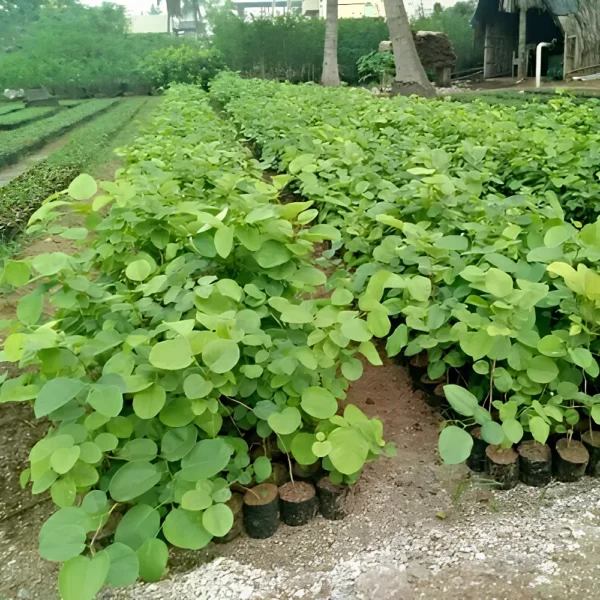 Buy Laal Chandan Plant Online At Nursery Nisarga