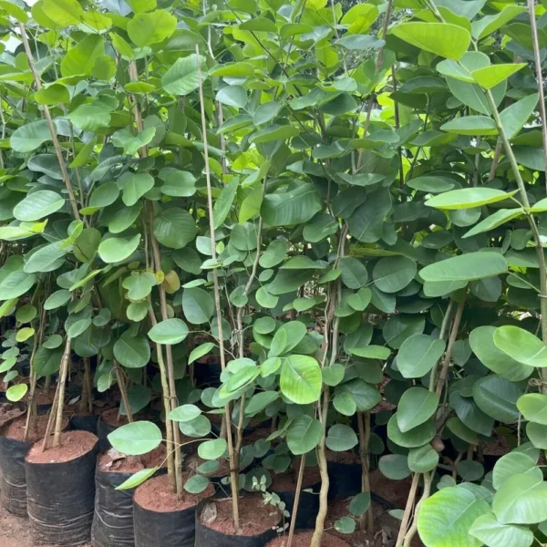 Buy Laal Chandan Plant Online At Nursery Nisarga