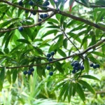 Buy Rudraksha Plant Online At Nursery Nisarga