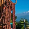 Buy Rudraksha Plant Online At Nursery Nisarga