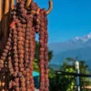 Buy Rudraksha Plant Online At Nursery Nisarga