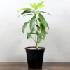 Buy Rudraksha Plant Online At Nursery Nisarga