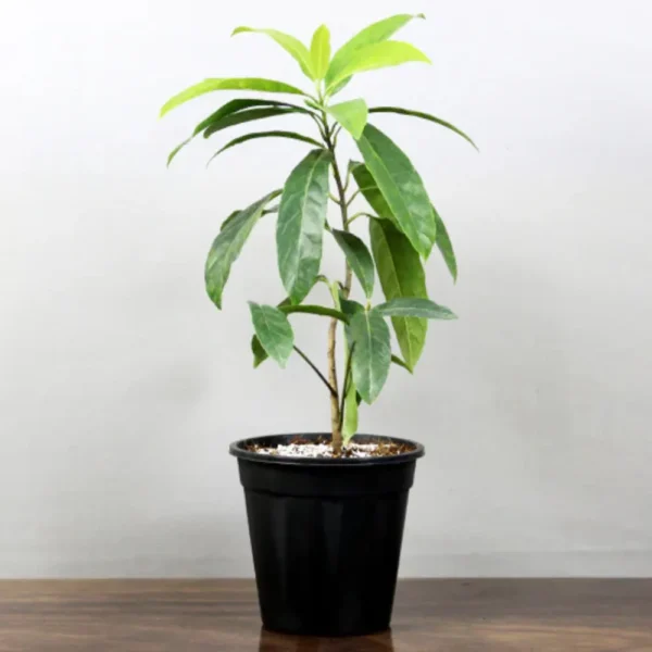 Buy Rudraksha Plant Online At Nursery Nisarga
