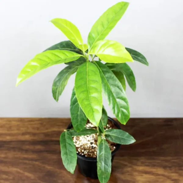 Buy Rudraksha Plant Online At Nursery Nisarga