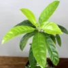 Buy Rudraksha Plant Online At Nursery Nisarga