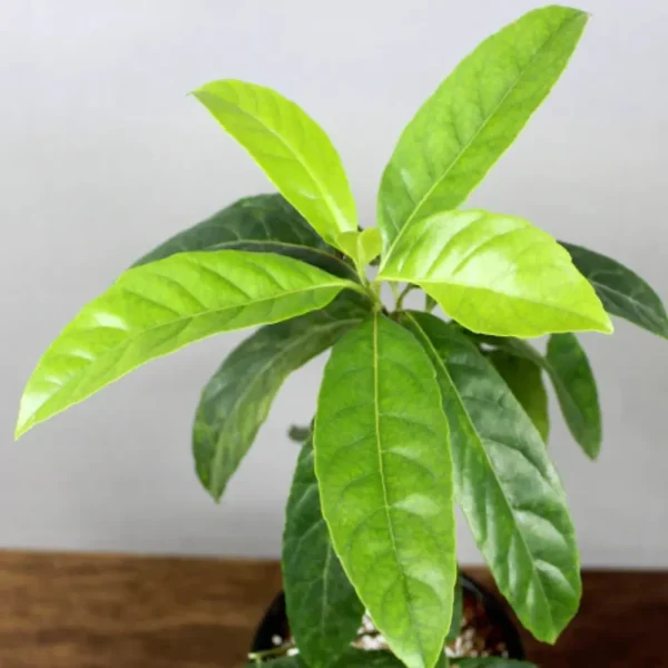 Buy Rudraksha Plant Online At Nursery Nisarga