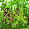 Buy Rudraksha Plant (रुद्राक्ष) Rudraksha from Nursery Nisarga