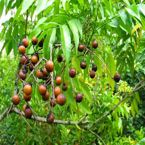 Buy Rudraksha Plant (रुद्राक्ष) Rudraksha from Nursery Nisarga
