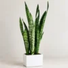 Buy Green Snake Plant Online At Nursery Nisarga
